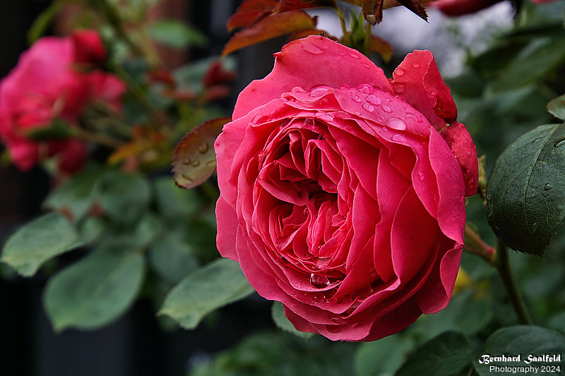 Bernhard Saalfeld - Gartenrose 2024 (3v9)